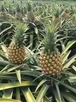 甜蜜凤梨梅子苹果柠檬-凤梨 海南16号台农甜蜜