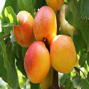 脆瓜 甜瓜 香瓜,甜瓜水果新鲜香瓜